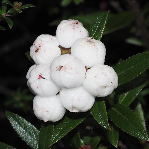 Gaultheria hispida, Copperleaf Snowberry, Tasmania