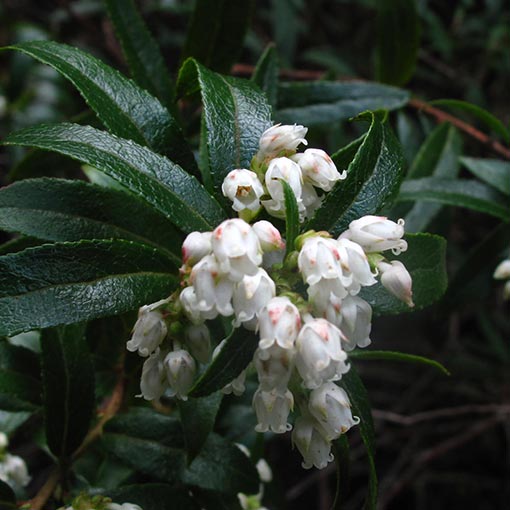 Gaultheria hispida, Copperleaf Snowberry, Tasmania