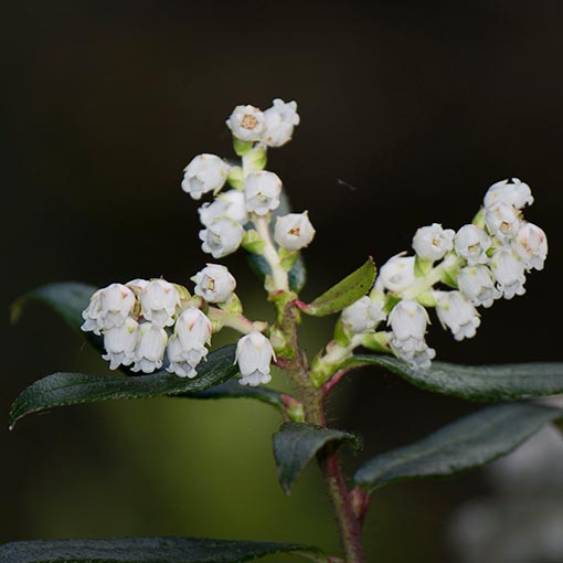 Gaultheria hispida, Copperleaf Snowberry, Tasmania