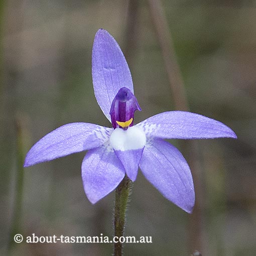 Glossodia major, wax lip orchid, Tasmania