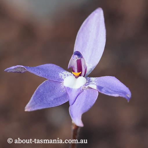 Glossodia major, wax lip orchid, Tasmania