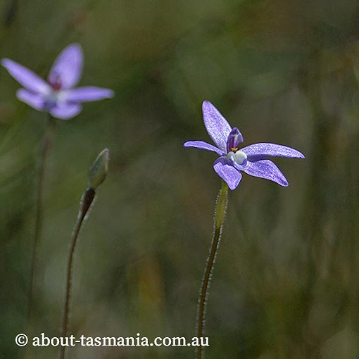 Glossodia major, wax lip orchid, Tasmania
