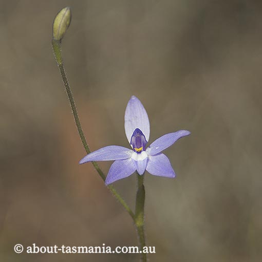 Glossodia major, wax lip orchid, Tasmania