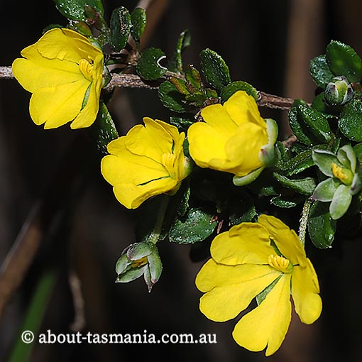 Hibbertia empetrifolia, scrambling guineaflower, Tasmania, flora