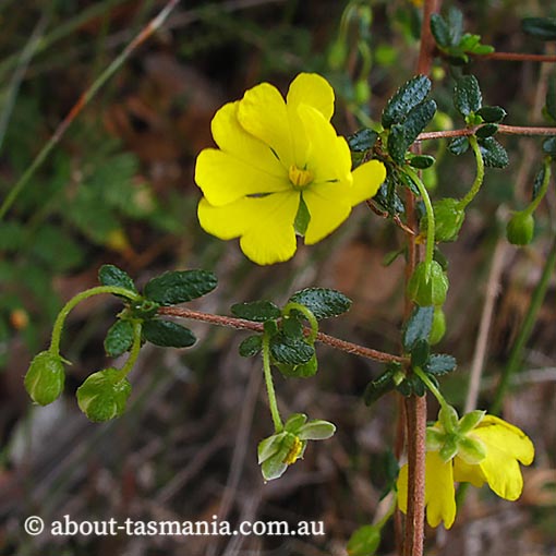 Hibbertia empetrifolia, scrambling guineaflower, Tasmania, flora
