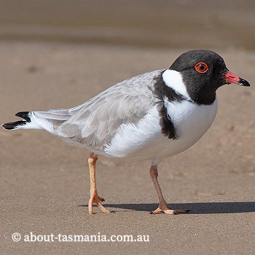 Hooded Plover, Thinornis rubricollis, Tasmania