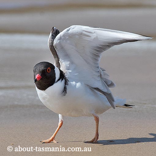 Hooded Plover, Thinornis rubricollis, Tasmania