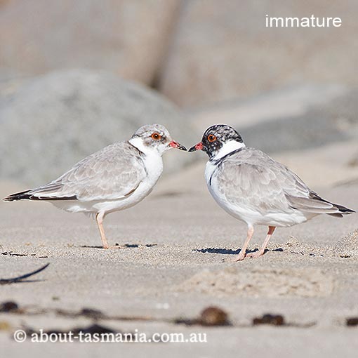 Hooded Plover, Thinornis rubricollis, Tasmania