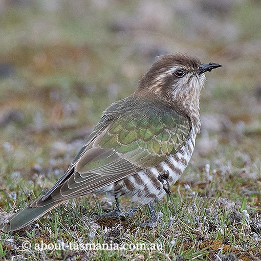 Horsfield’s Bronze-cuckoo, Chrysococcyx basalis, Tasmania