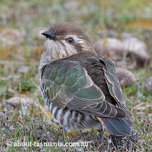 Horsfield’s Bronze-cuckoo, Chrysococcyx basalis, Tasmania