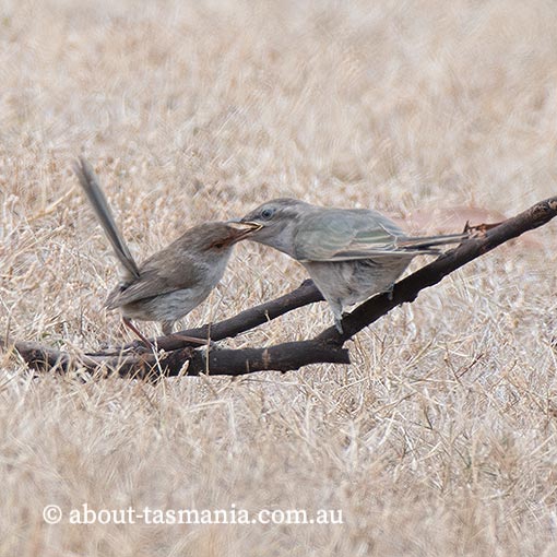 Horsfield’s Bronze-cuckoo, Chrysococcyx basalis, Tasmania