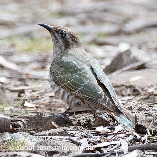 Horsfield’s Bronze-cuckoo, Chrysococcyx basalis, Tasmania
