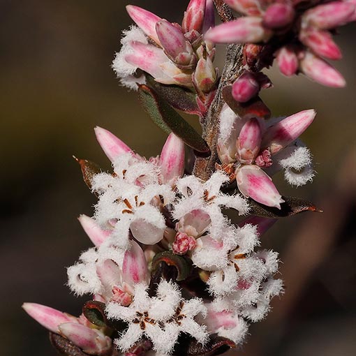 Styphelia ericoides, Leucopogon ericoides, Pink Beardheath, Tasmania