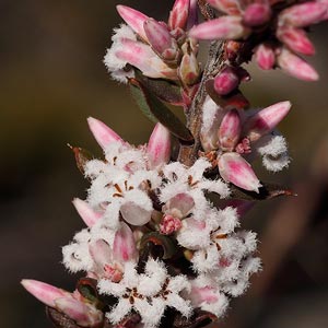 Leucopogon ericoides