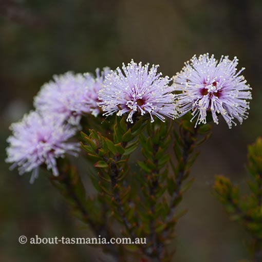 Melaleuca squamea, Swamp Honeymyrtle, Tasmania
