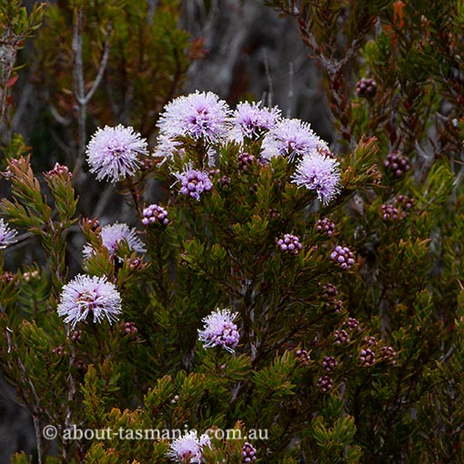 Melaleuca squamea, Swamp Honeymyrtle, Tasmania
