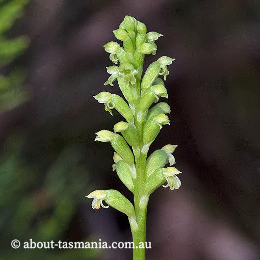 Microtis arenaria, Notched Onion Orchid, Tasmania