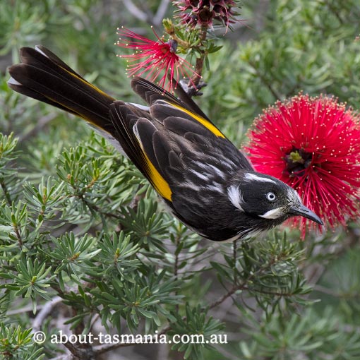 New Holland Honeyeater, Phylidonyris novaehollandiae, Tasmania