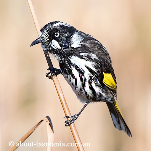 New Holland Honeyeater, Phylidonyris novaehollandiae, Tasmania