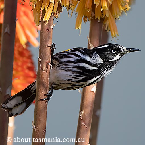 New Holland Honeyeater, Phylidonyris novaehollandiae, Tasmania