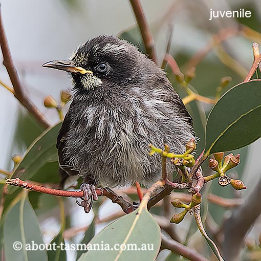 New Holland Honeyeater, Phylidonyris novaehollandiae, Tasmania