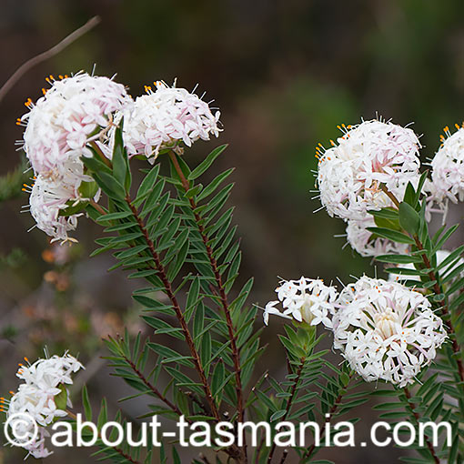 Pimelea linifolia, Slender Riceflower, Tasmania