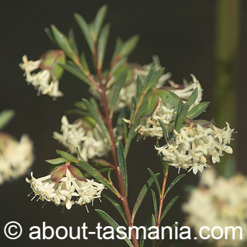Pimelea linifolia, Slender Riceflower, Tasmania