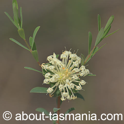Pimelea linifolia, Slender Riceflower, Tasmania