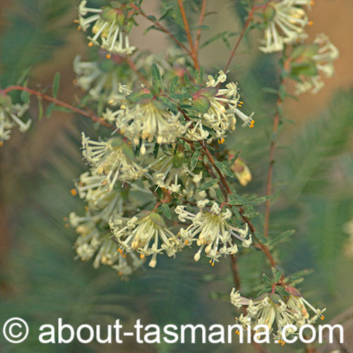 Pimelea linifolia, Slender Riceflower, Tasmania