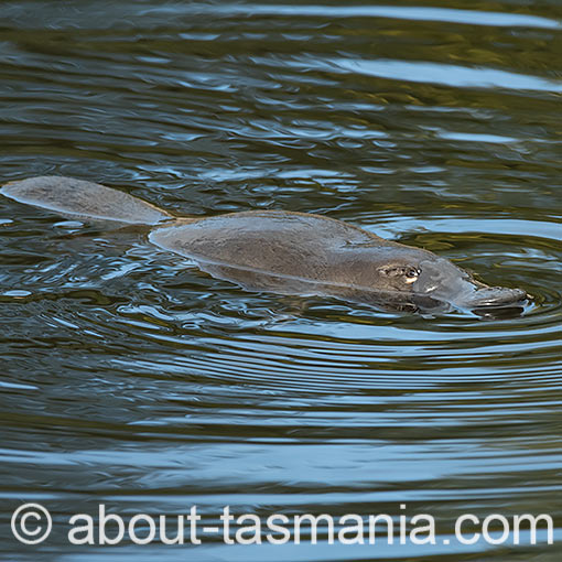 Platypus, Tasmania