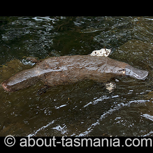 Platypus, Tasmania