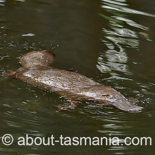 Platypus, Tasmania