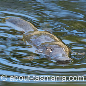 Platypus