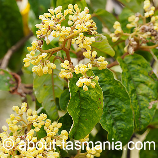 Pomaderris elliptica, yellow dogwood, Tasmania