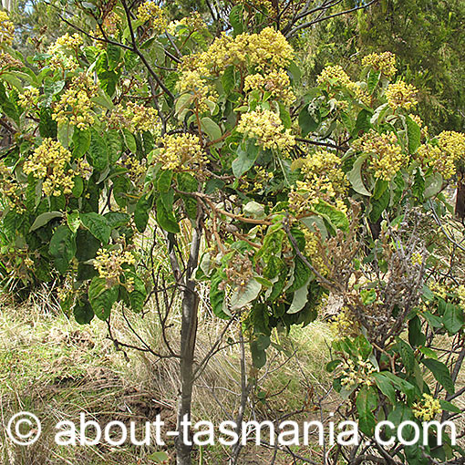 Pomaderris elliptica, yellow dogwood, Tasmania