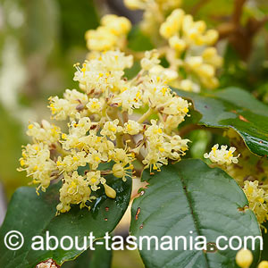Pomaderris elliptica