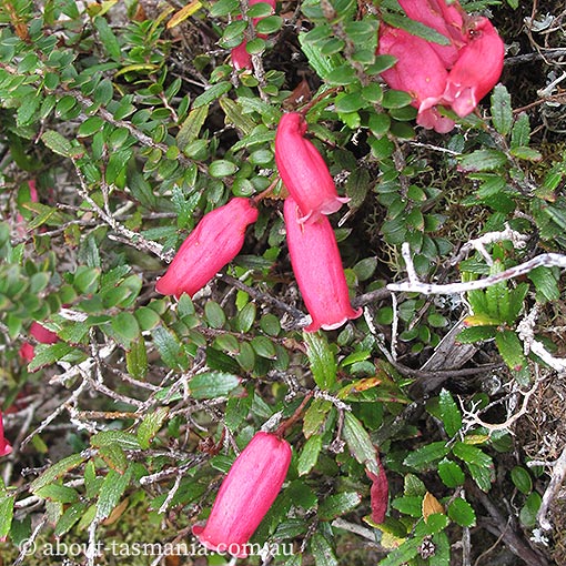 Prionotes cerinthoides, Climbing Heath, Tasmania