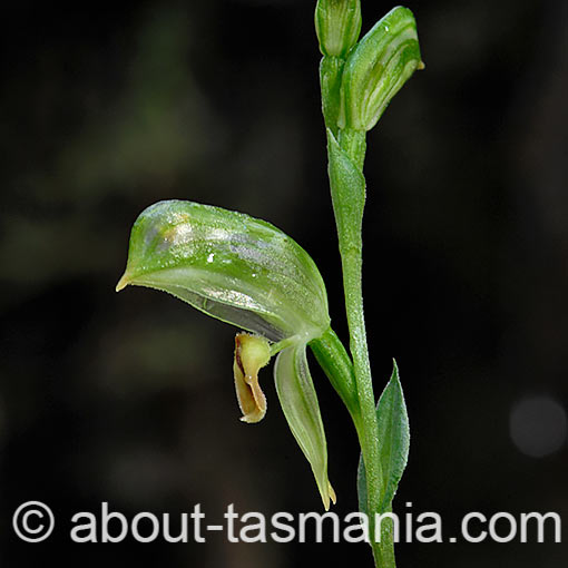 Pterostylis melagramma,<br />
Black-stripe Greenhood, Tasmania