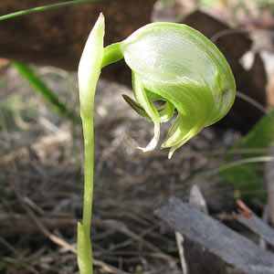 Pterostylis nutans