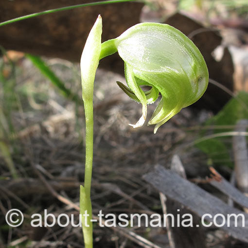 Pterostylis nutans,<br />
Nodding Greenhood, Tasmania