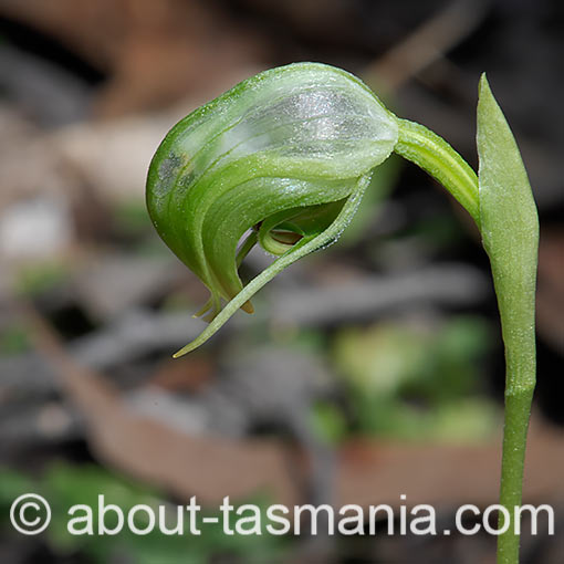 Pterostylis nutans,<br />
Nodding Greenhood, Tasmania