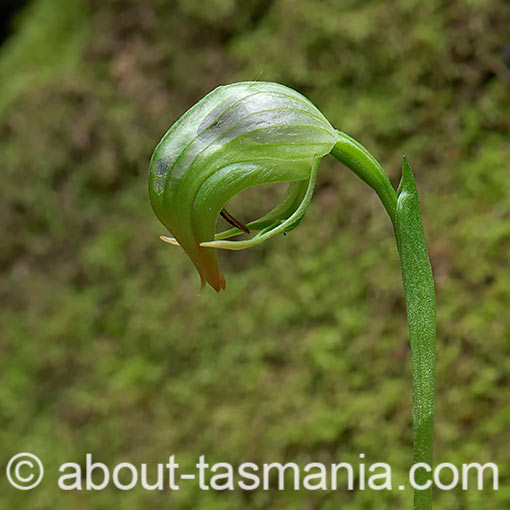 Pterostylis nutans,<br />
Nodding Greenhood, Tasmania