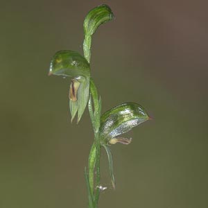 Pterostylis melagramma