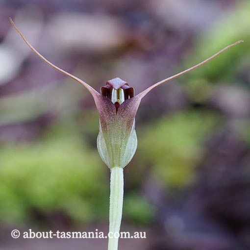 Pterostylis pedunculata, Maroonhood, Tasmania