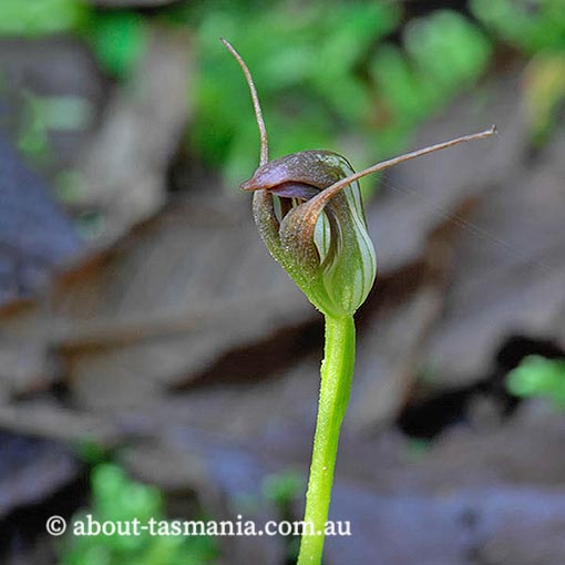 Pterostylis pedunculata, Maroonhood, Tasmania