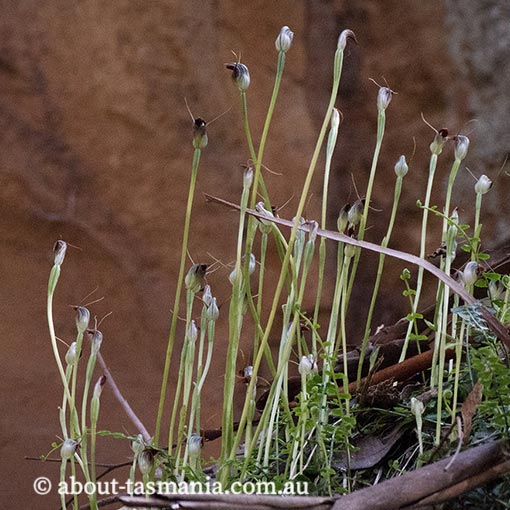 Pterostylis pedunculata, Maroonhood, Tasmania