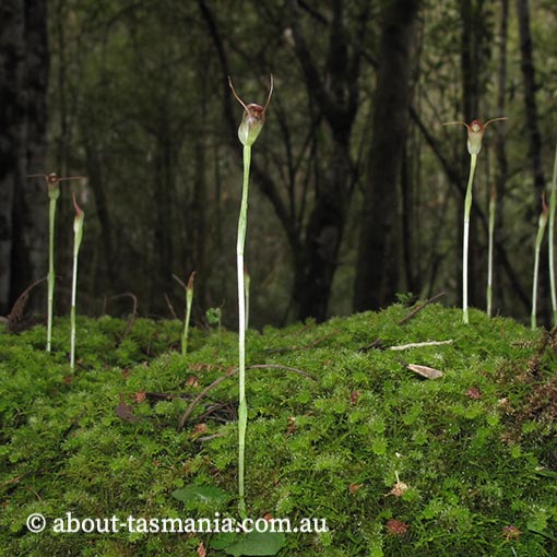 Pterostylis pedunculata, Maroonhood, Tasmania