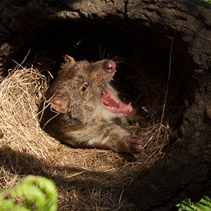 Spotted-tail Quoll