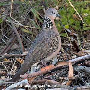 Spotted Dove