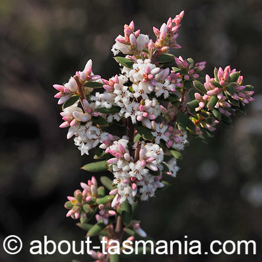 Styphelia ericoides, Leucopogon ericoides, Pink Beardheath, Tasmania